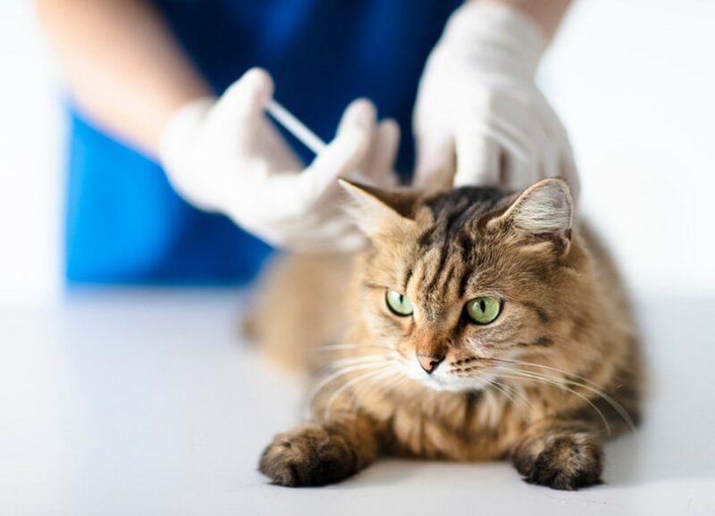Dierenarts bij dierenkliniek die injectie geeft aan kat