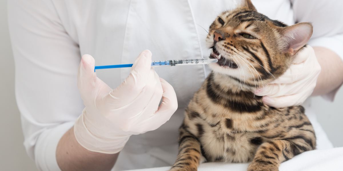 Pradofloxacine voor katten: Overzicht, Dosering &bijwerkingen