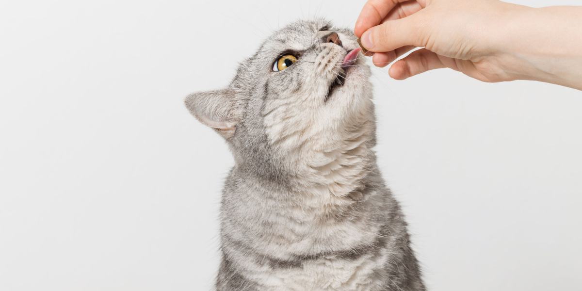Praziquantel voor katten: Overzicht, Dosering &bijwerkingen