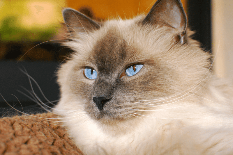 blauwe ragdoll kat