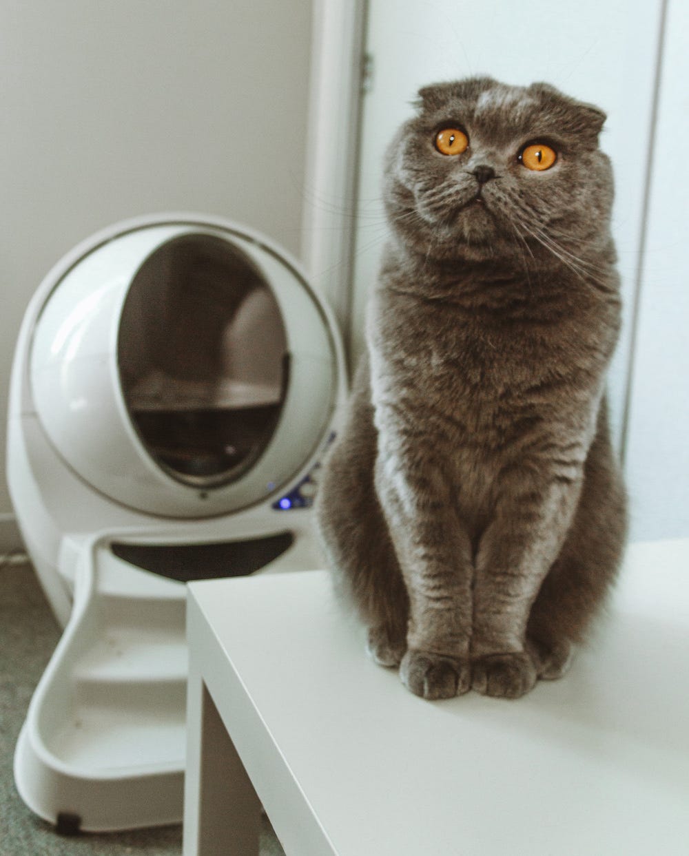 grijze Scottish Fold kat voor Litter-Robot
