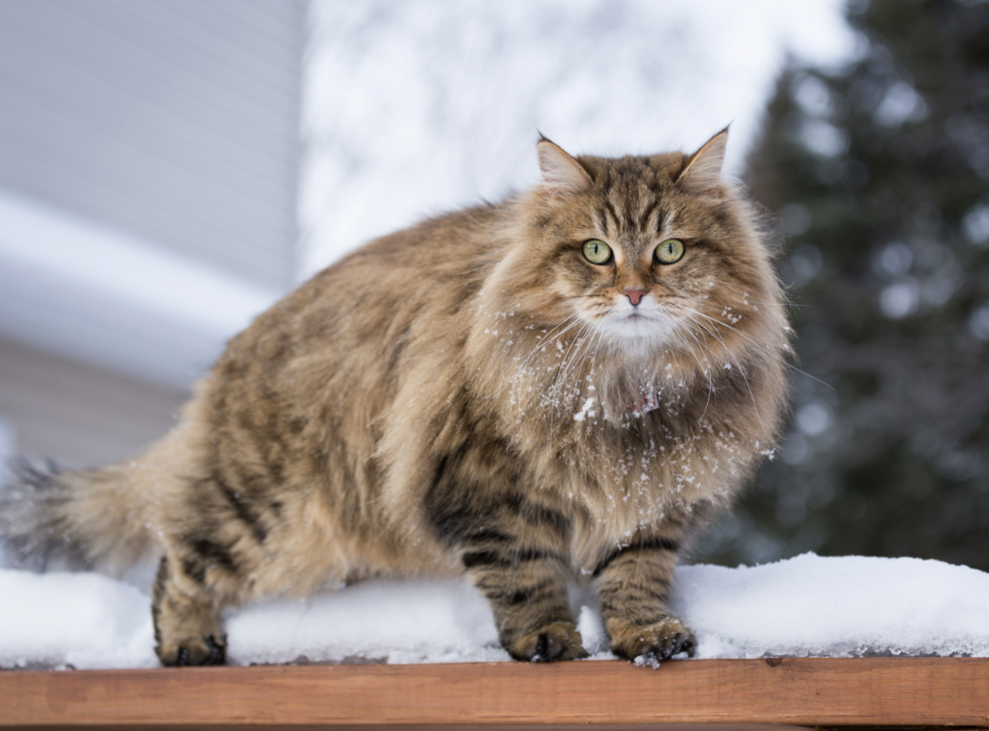 Siberische kat buiten in de sneeuw