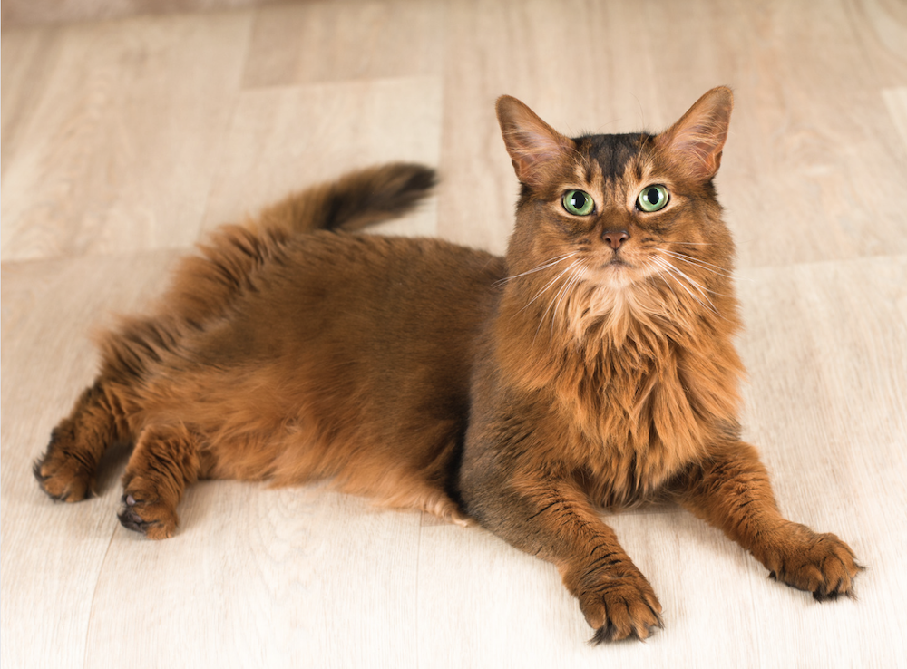 Somalische kat die op houten vloer ligt