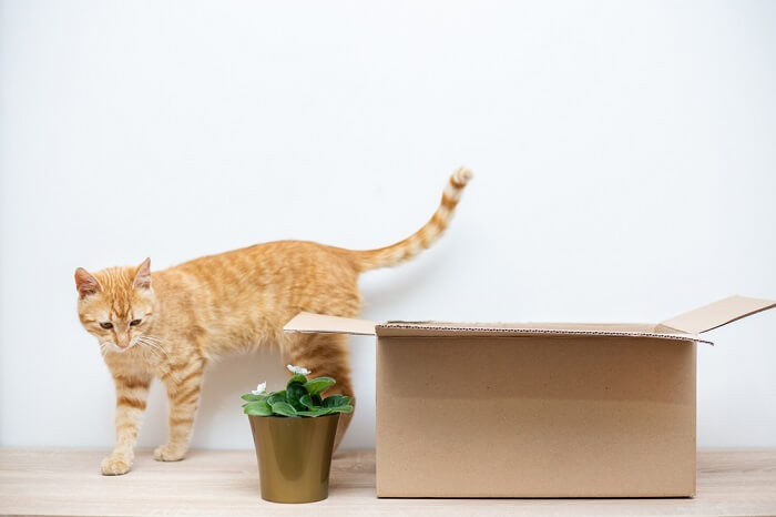 gele kat die de omgeving van een kartonnen doos verkent