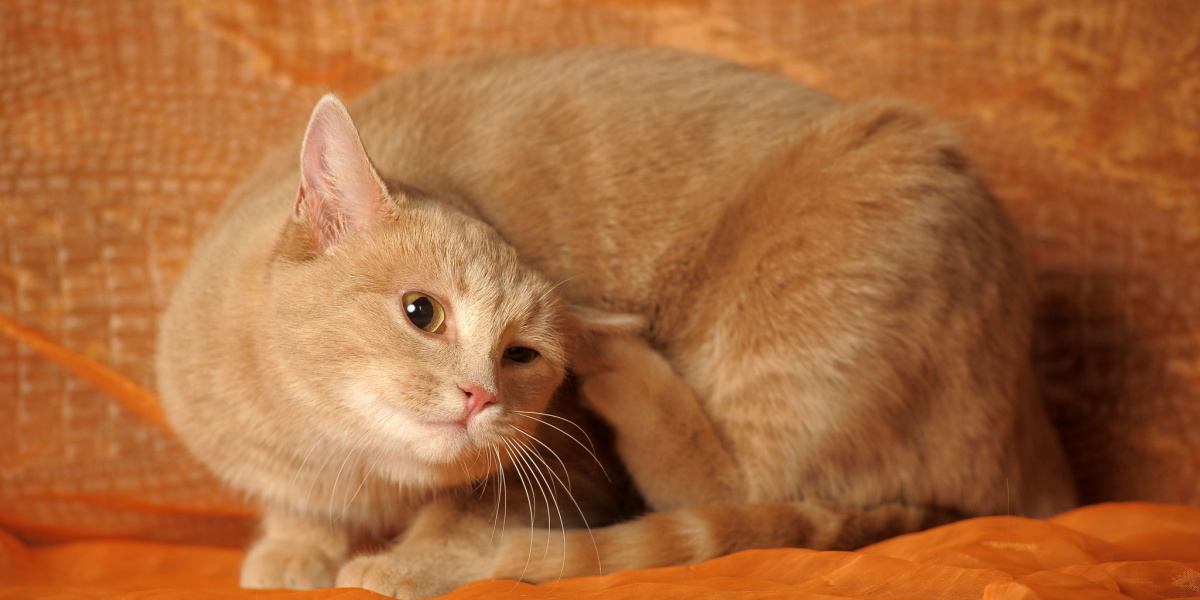 Teken op katten: identificatie en behandeling
