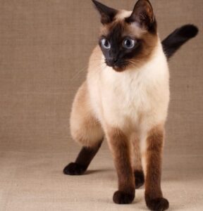 Thai - Siamese kat
