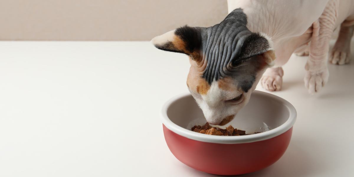 The 9 Best Chicken Cat Food Formulas