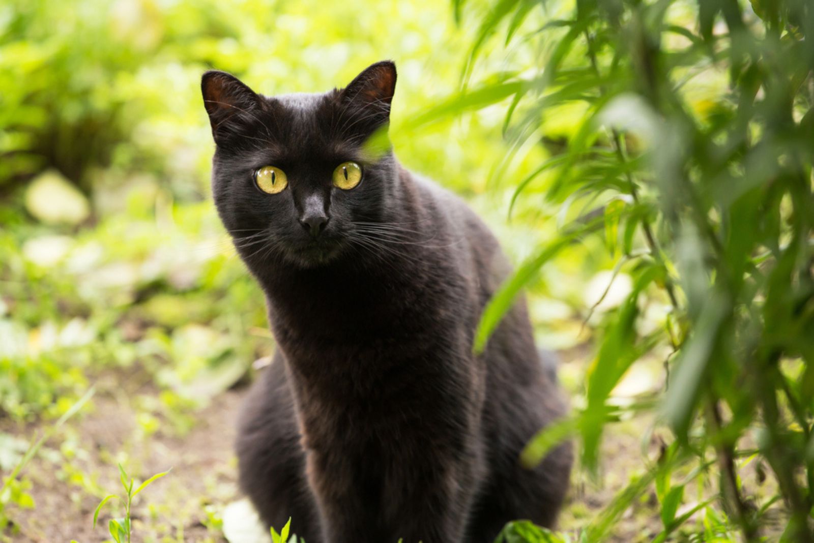 Mooie bombay zwarte kat in de natuur