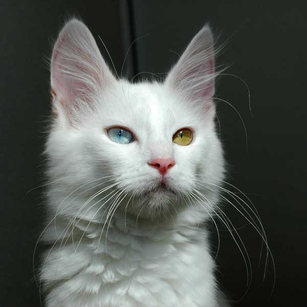 witte Turkse Angora kat met twee verschillende oogkleuren