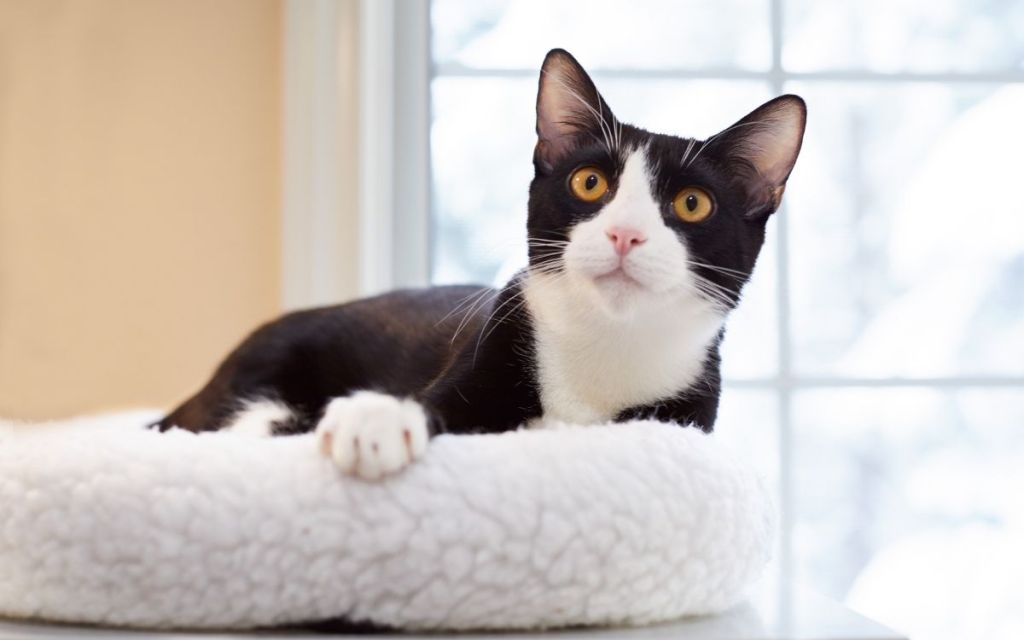 Tuxedo Ragdoll Cat – Bestaat Er Zoiets?