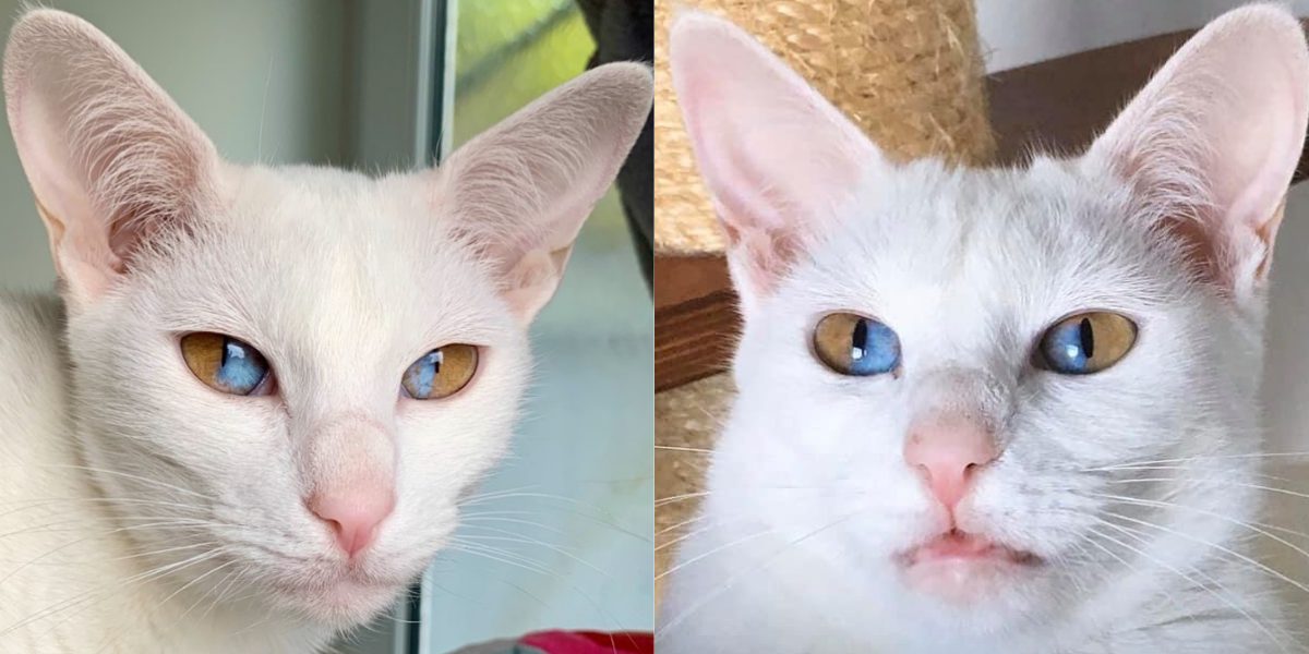 UK Kitty Cat genaamd Oddity Olive heeft de meest verbazingwekkende ogen ooit