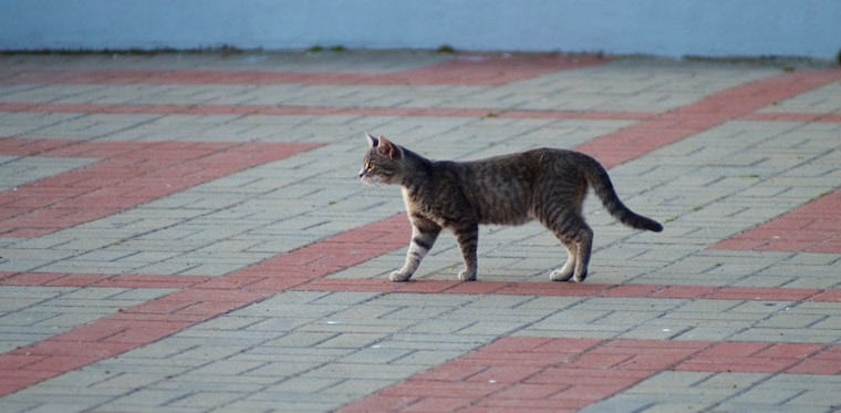 Tabby kat met zichtbare primordiale buidel lopend op beton