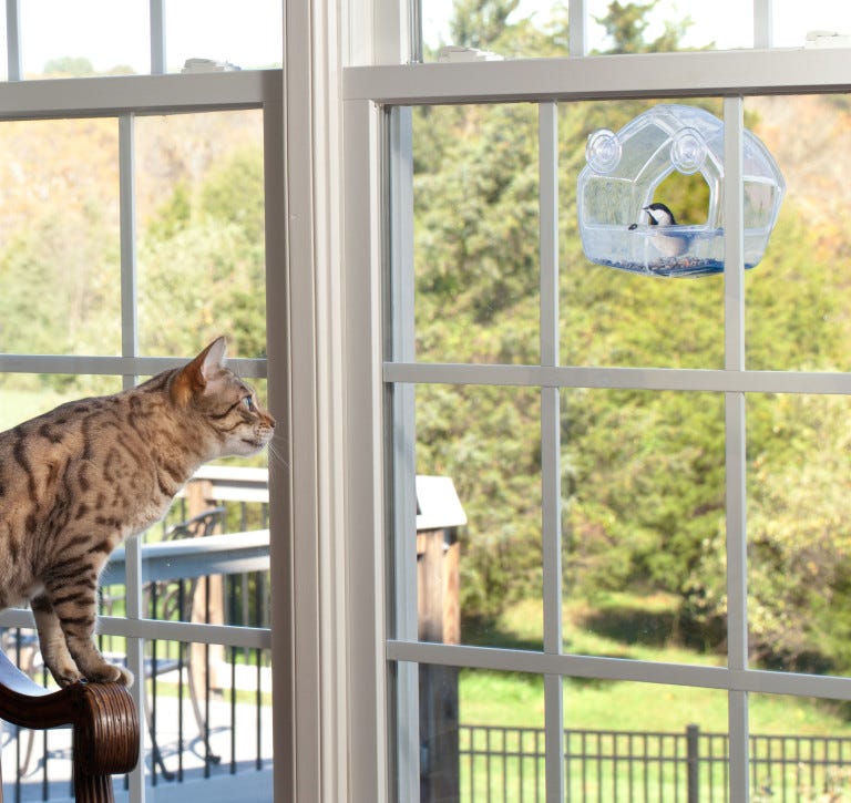 Bengaalse kat die staart naar raamvogelvoeder voor katten