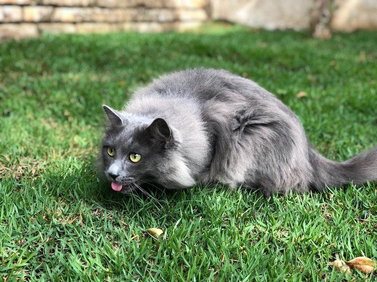 langharige grijze kat die op het gazon zit met de tong naar buiten - waarom eten katten gras?