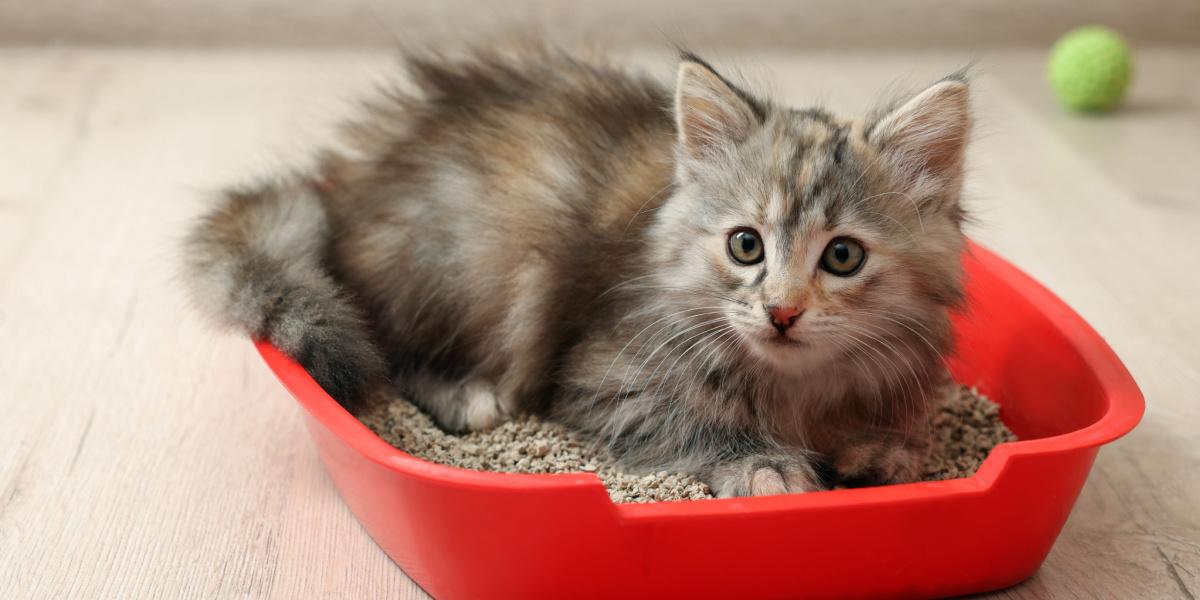 Kitten in een kattenbak