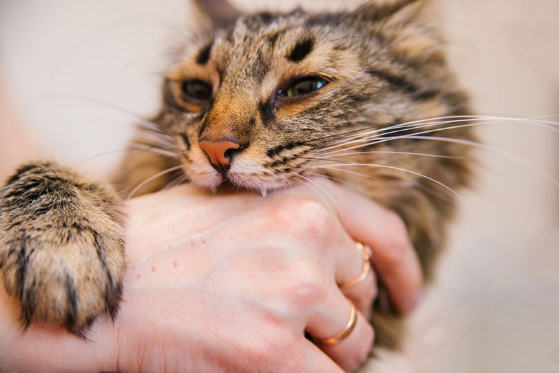 een tabby kat bijtende hand van de eigenaar
