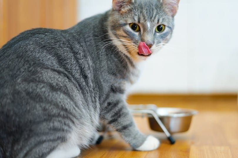 grijze kat die lippen likt na het eten van kattenvoer uit kom binnen op vloer