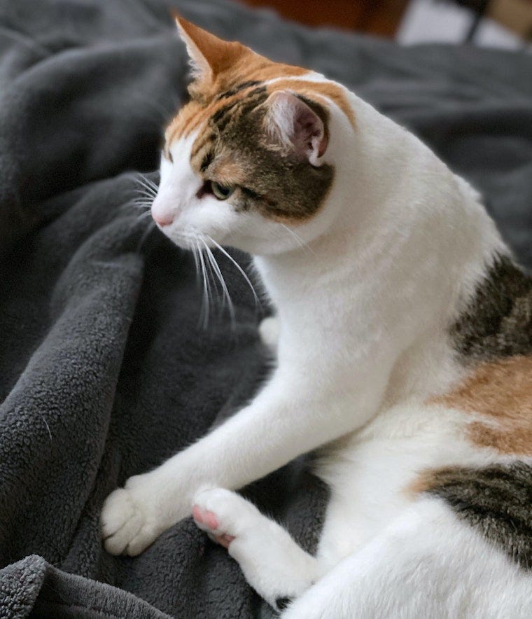 calico kat kneden op een deken