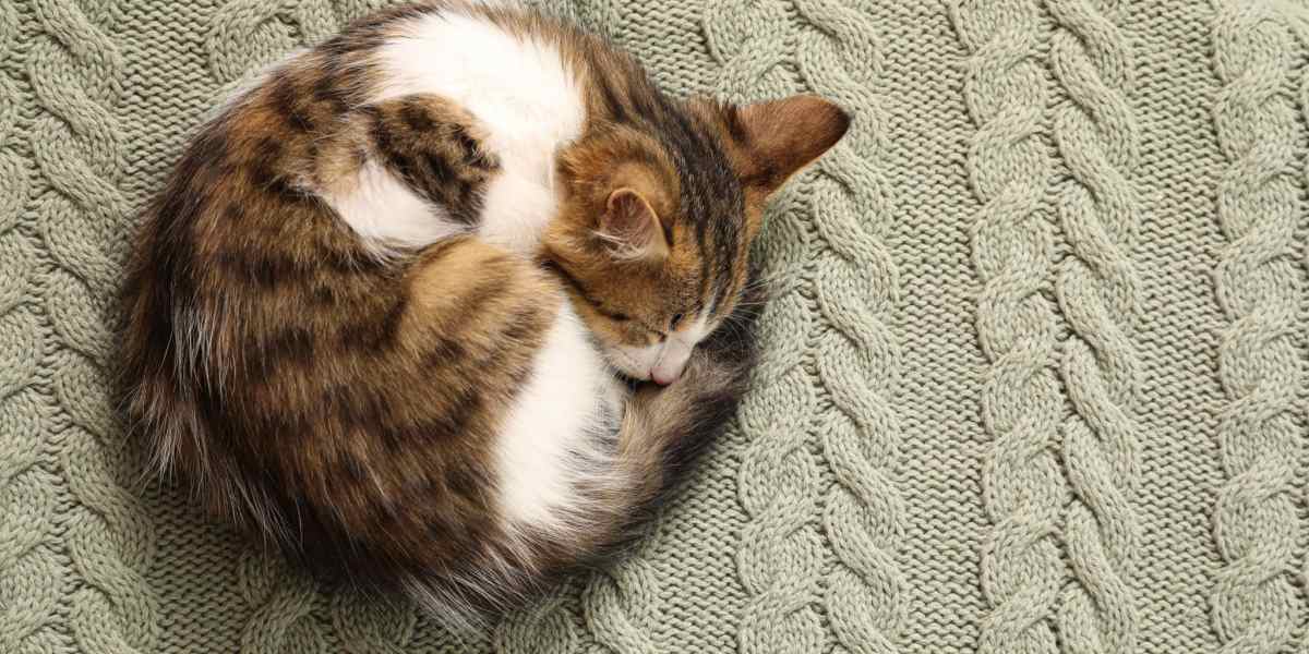 Waarom krullen katten in ballen tijdens het slapen? Een dierenarts legt uit