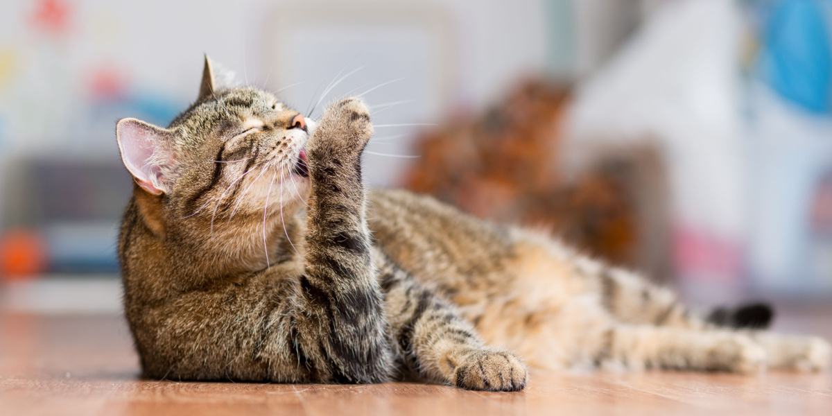 Waarom likken en reinigen katten zichzelf?