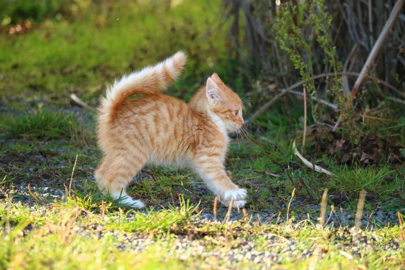 Kat die in het gras rent