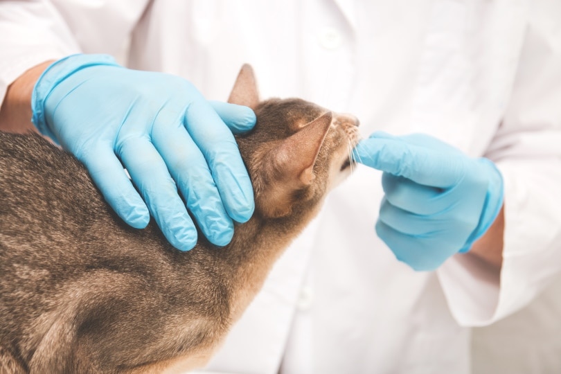 abessijn kat tanden check door dierenarts
