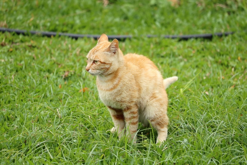 oranje kat poepen op het gras