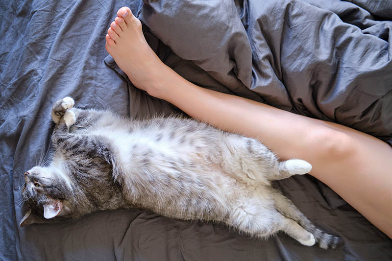 grijze kat die in bed naast de voet van een persoon slaapt