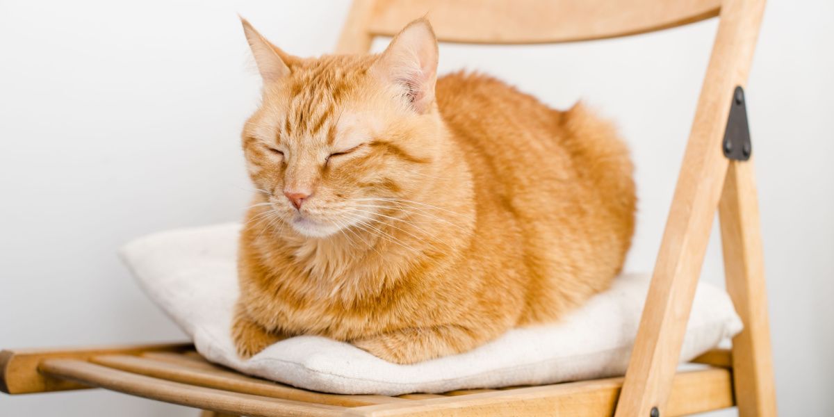Waarom slapen katten met hun hoofd omhoog?