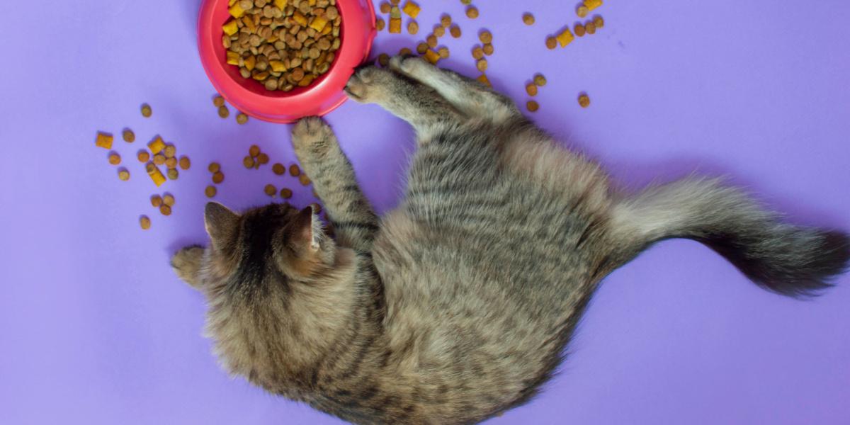 Waarom spelen katten met hun eten?