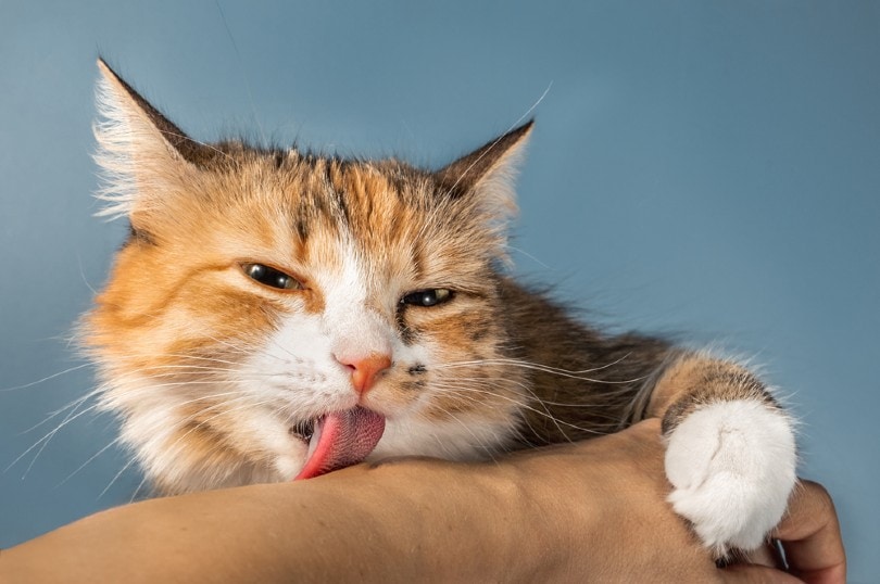 Close-up van kat die menselijke arm likt