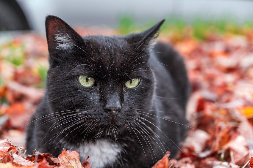 zwarte kat met witte vlek in herfstbladeren