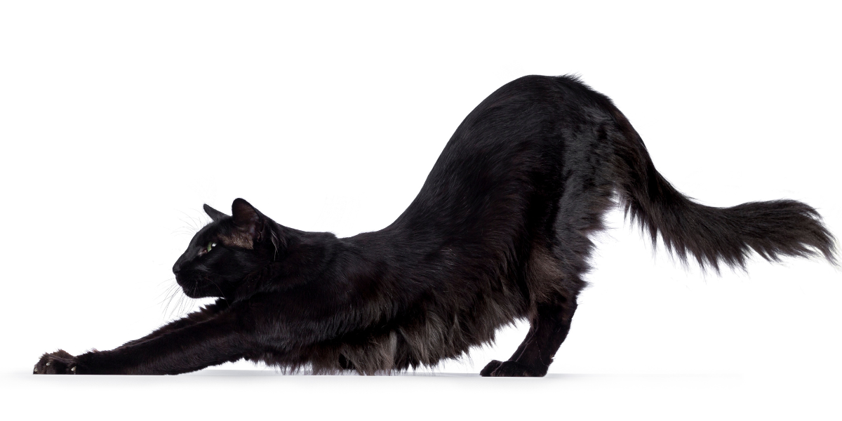 Waarom zijn katten zo flexibel? Een dierenarts legt uit