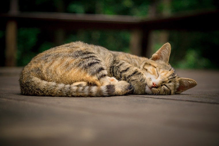 oranje en bruine tabby slapen opgerold op een dek - kat slaaphoudingen