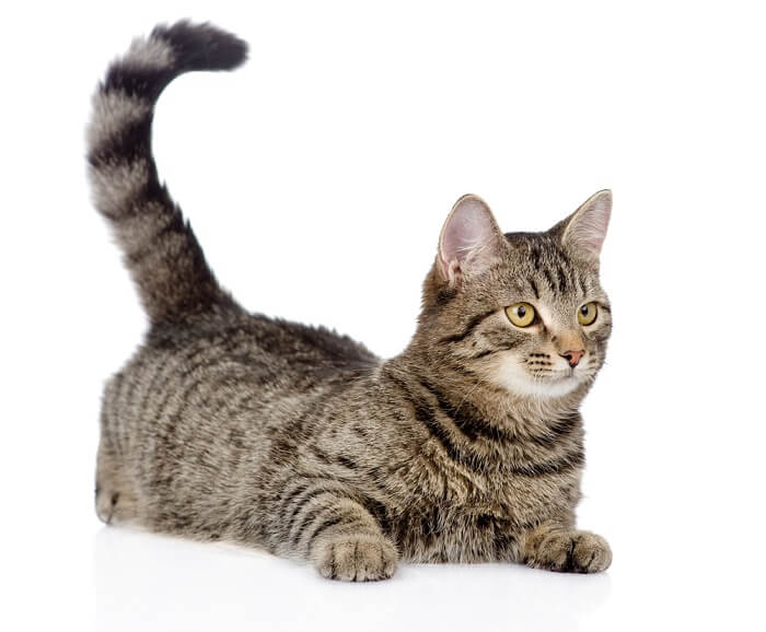 Cat tail betekenissen uitgelichte afbeelding