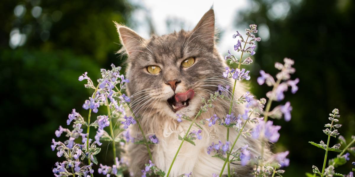 Wat doet kattenkruid met katten en waarom katten het leuk vinden?