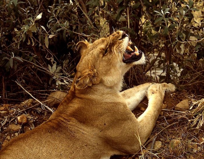 Vrouwelijke leeuw met open mond - flehmen reactie
