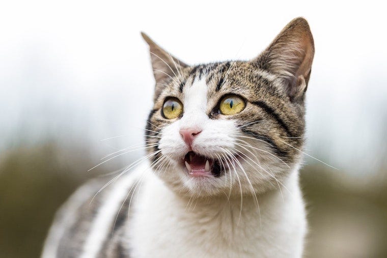 Bruine en witte tabby met open mond - flehmen reactie bij katten
