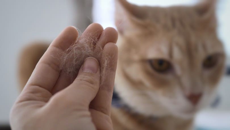 hand vasthoudende huisdier bont klomp met wazige kat