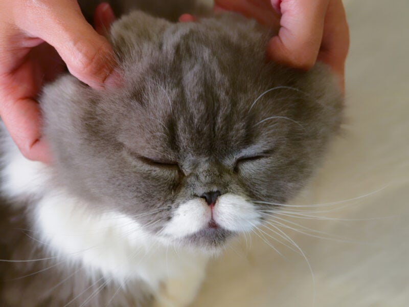 vrouw handen huisdier en massage op het hoofd van grijze en witte schattige kat