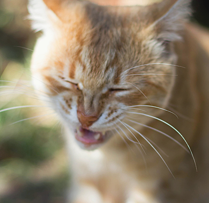 oranje tabby kat niezen. wat kan ik mijn kat geven om te niezen?