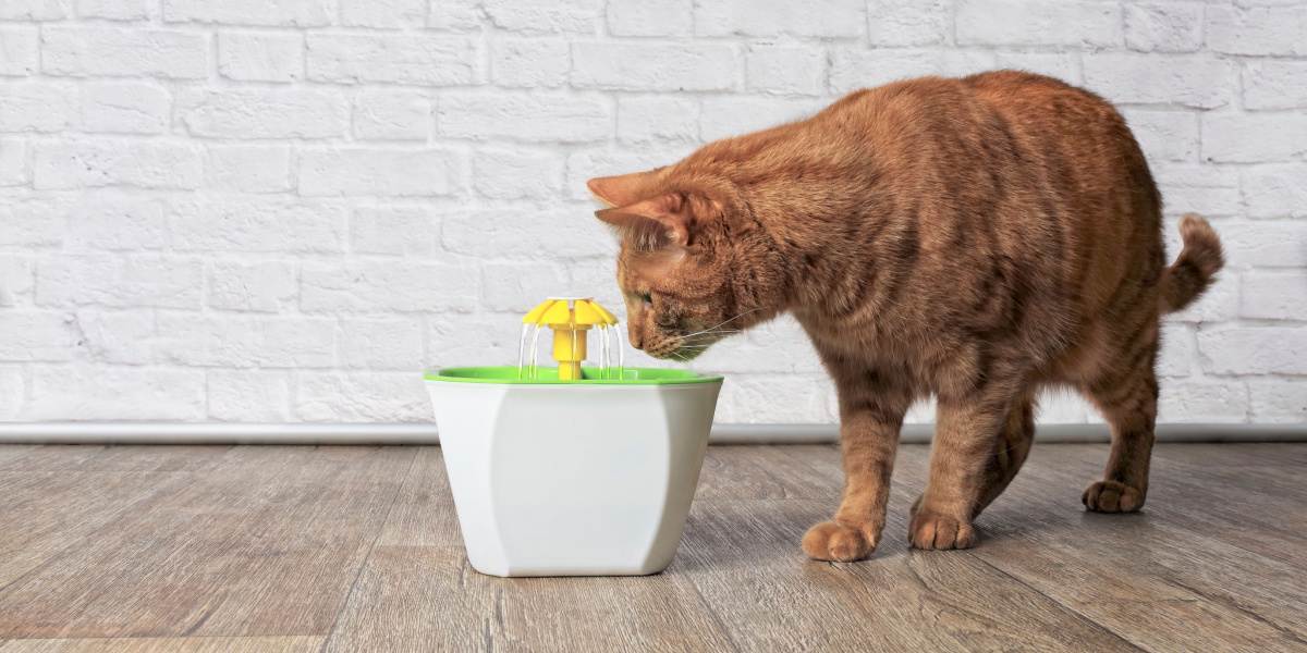Wat kunnen katten drinken naast water?