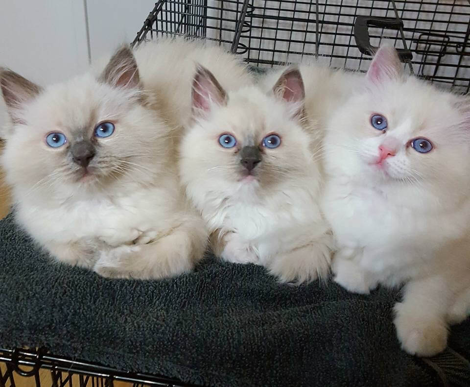 Blauw mitted, colorpoint en bicolor ragdoll kittens