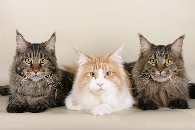 3 Maine Coon katten - grootste kattenrassen