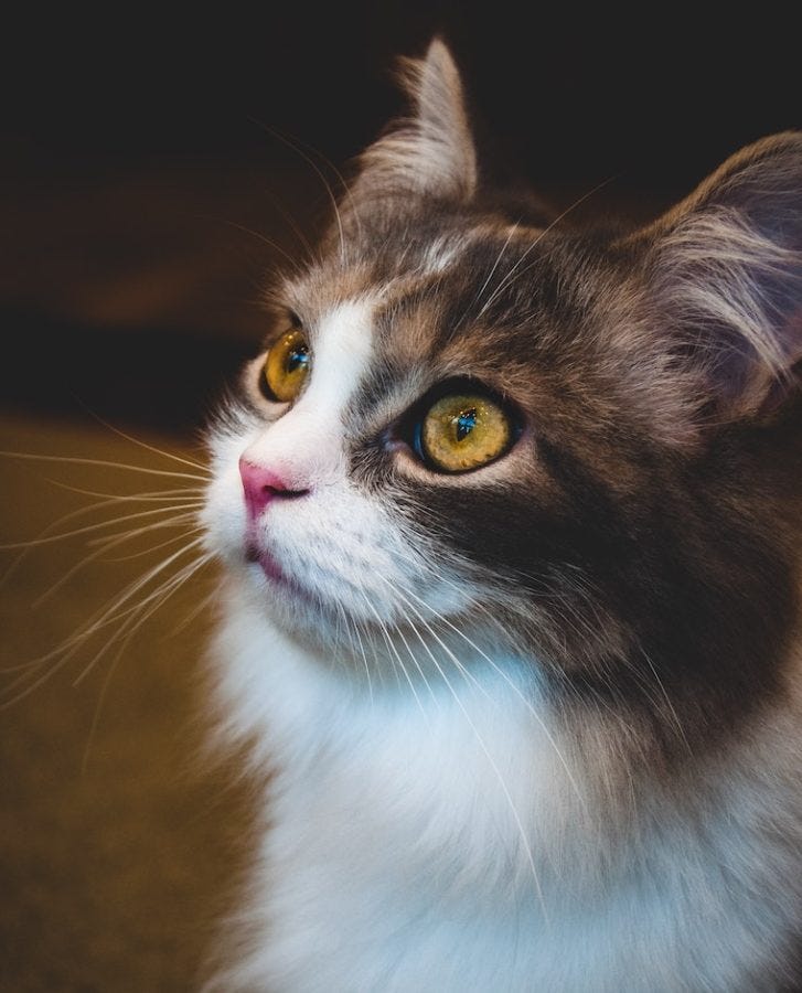 langharige kat met gouden ogen staren - welke kleuren kunnen katten zien