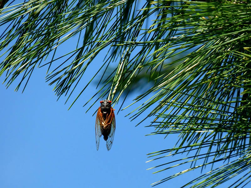 cicade op een boom