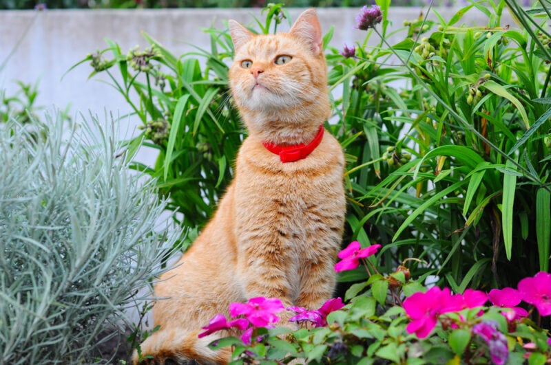 Kat zittend in de bloemen