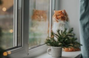 kat die uit het raam kijkt