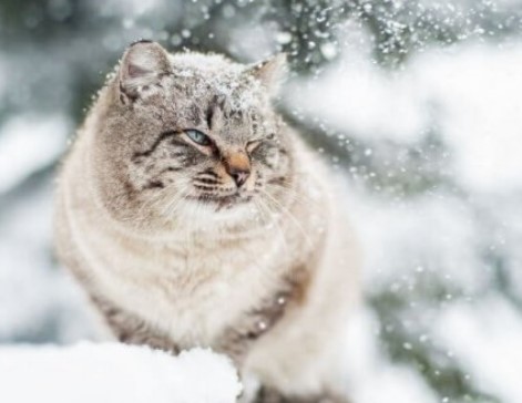 kat in de winter