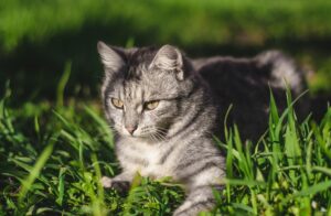 oude kat in het gras